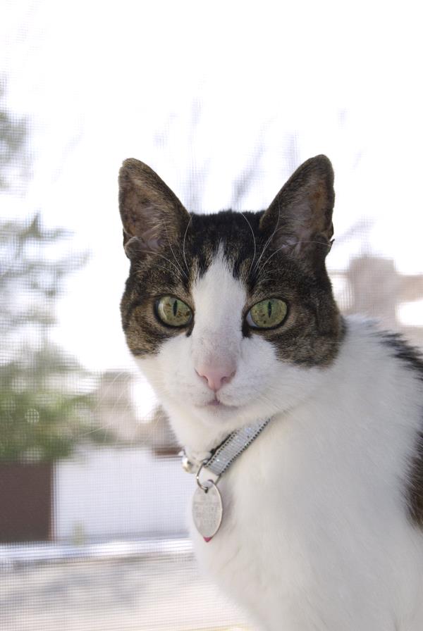 /Images/uploads/Humane Society of Utah/HSU2018/entries/4238thumb.jpg